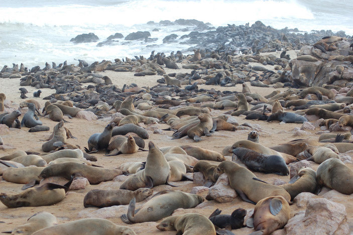 >Gansbaai, South Africa