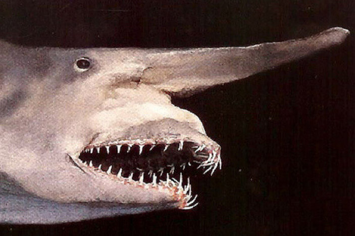 Goblin Shark (Mitsukurina owstoni)