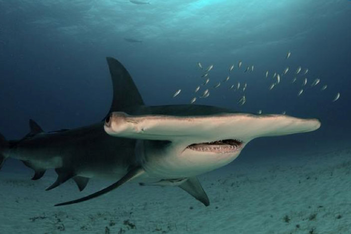 Great Hammerhead Shark (Sphyrna mokarran)