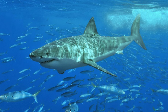 Great White Shark (Carcharodon carcharias)