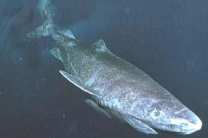 Greenland Shark (Somniosus microcephalus)