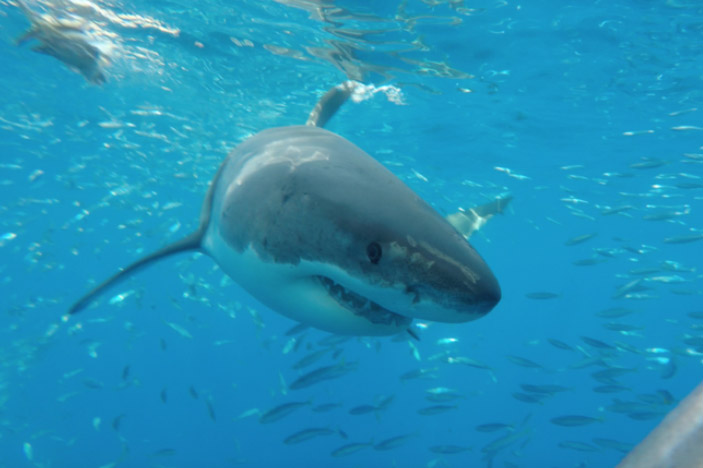 Guadalupe Island, Mexico<