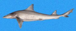  gulf smoothhound