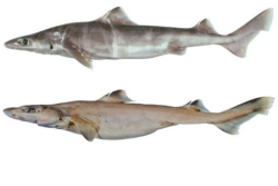Western Gulper Shark