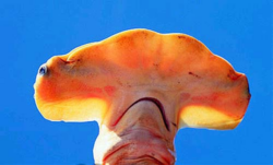  ham1