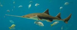 Largetooth Sawfish