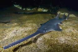  largetooth sawfish 2