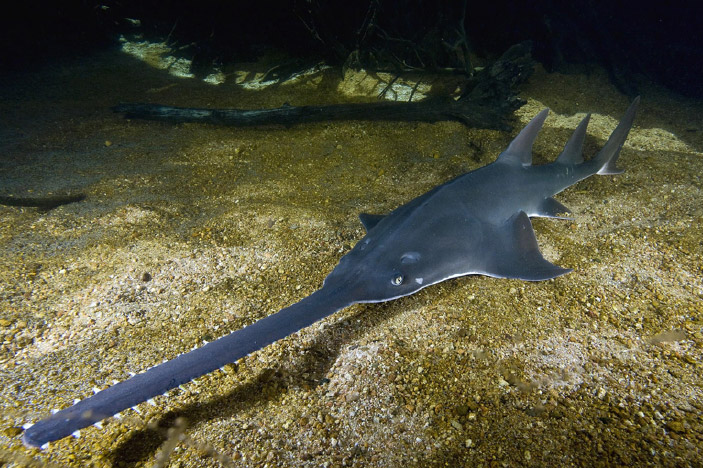 Largetooth Sawfish (Pristis pristis)