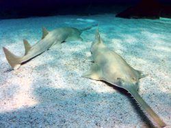  longcomb sawfish 1