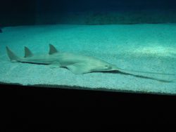  longcomb sawfish 2