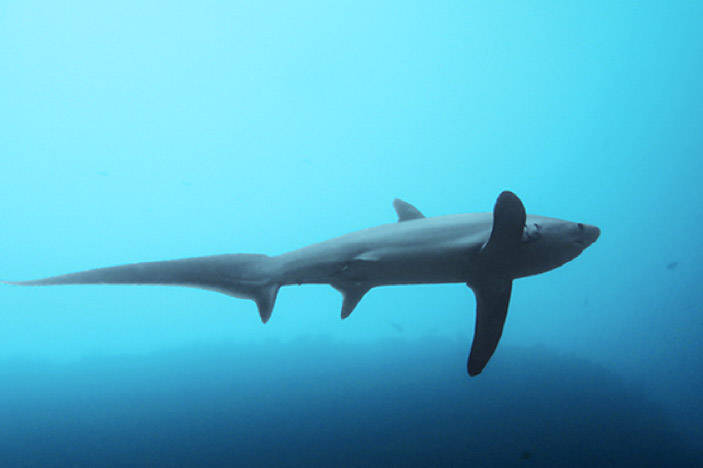 Thresher Shark (Alopias vulpinus) 