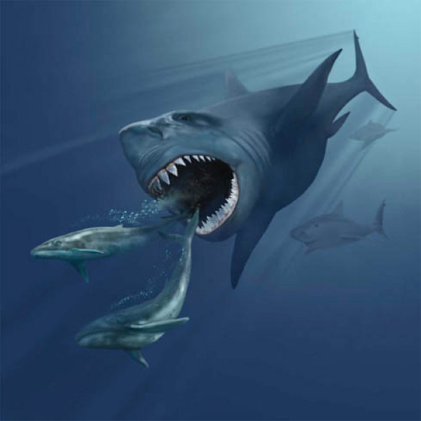 Megalodon - Carcharocles megalodon