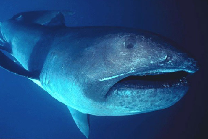 Megamouth Shark (Megachasma pelagios)