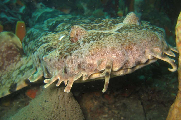 Ornate Wobbegong (Orectolobus ornatus)