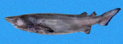  pp1