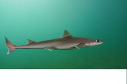 Rough Longnose Dogfish