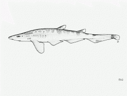  roughtail catshark 1