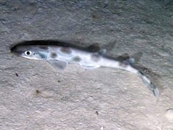  roughtail catshark 2