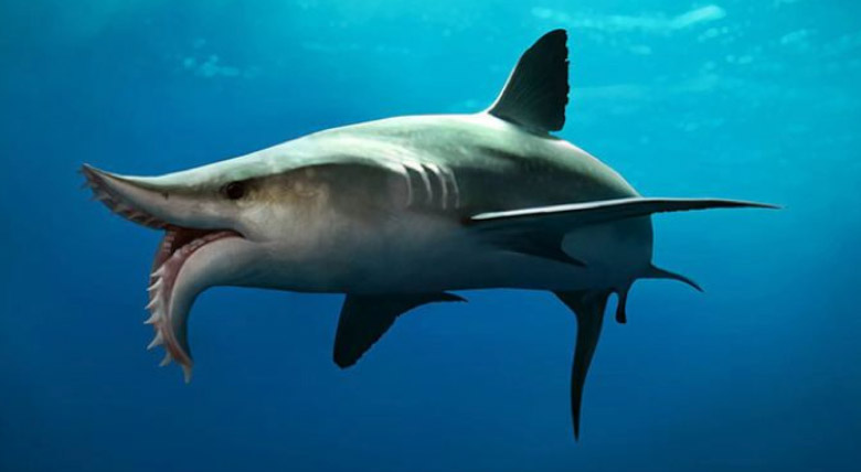 Scissor-tooth Shark - Edestid
