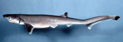  shar2