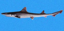  sicklefin smoothhound 1