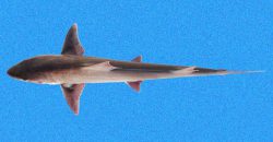  sicklefin smoothhound 2