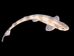 Ground Sharks - Carcharhiniformes | Sharkwater Extinction - Part 17