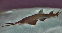  smalltooth sawfish 1