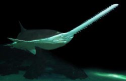  smalltooth sawfish 2