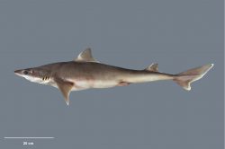  spiny dogfish 1