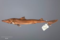  spiny dogfish 2