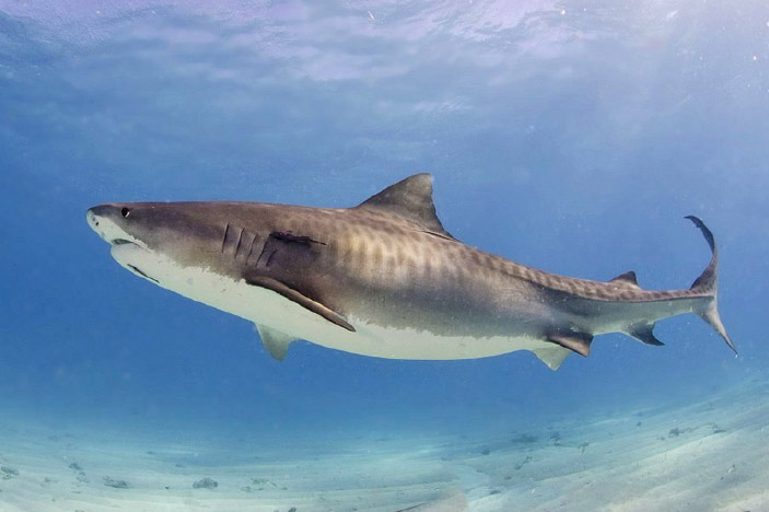 Tiger Beach, Bahamas