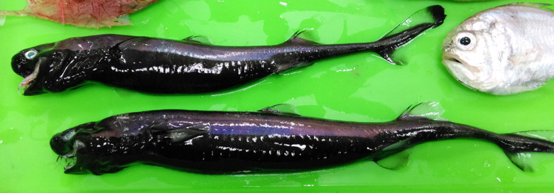 Viper Dogfish (<strong>Trigonognathus kabeyai)