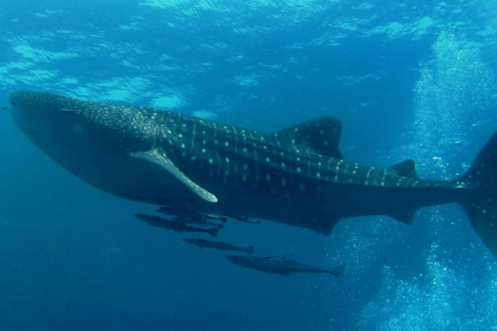 Whale Shark (<strong>Rhincodon typus)