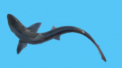 White-margin Fin Houndshark