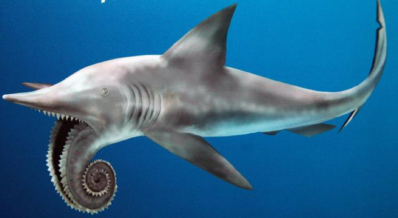 Whorl Shark - Helicoprion