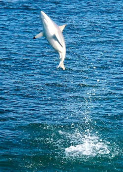  spin1