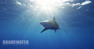 Sharkwater Extinction