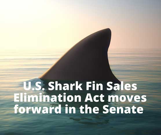 Proposed shark fin bans divides Chinese-American community – East